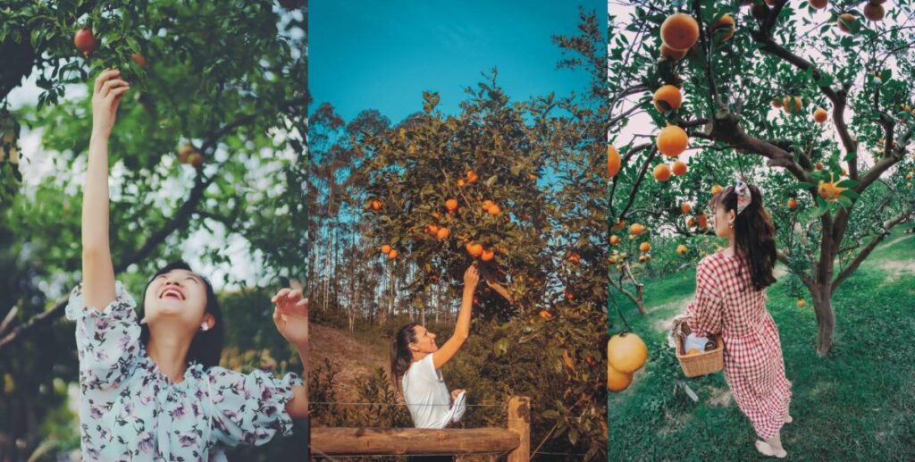 fruit picking jobs in new zealand with visa sponsorship in 2023